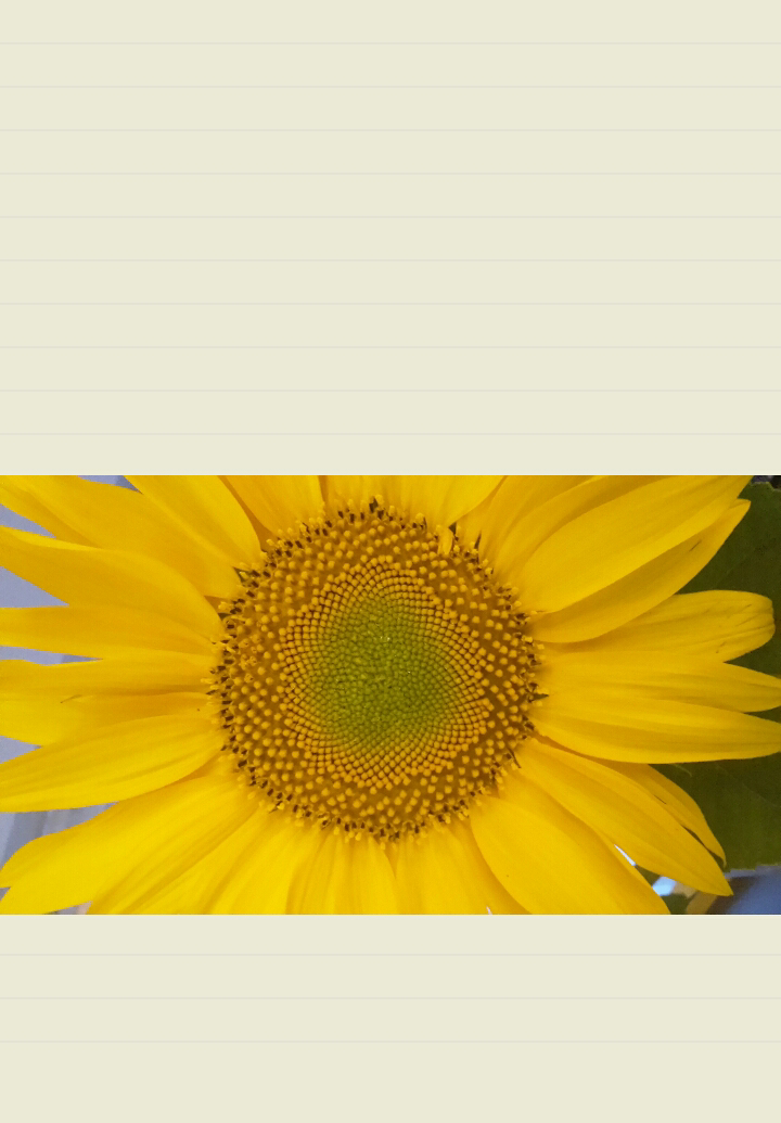 Sunbloom