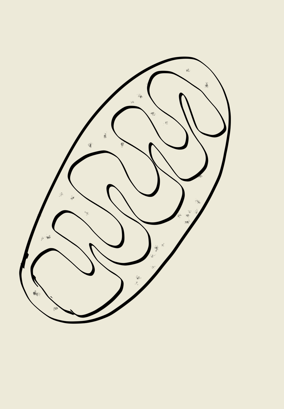 Simplified Botany