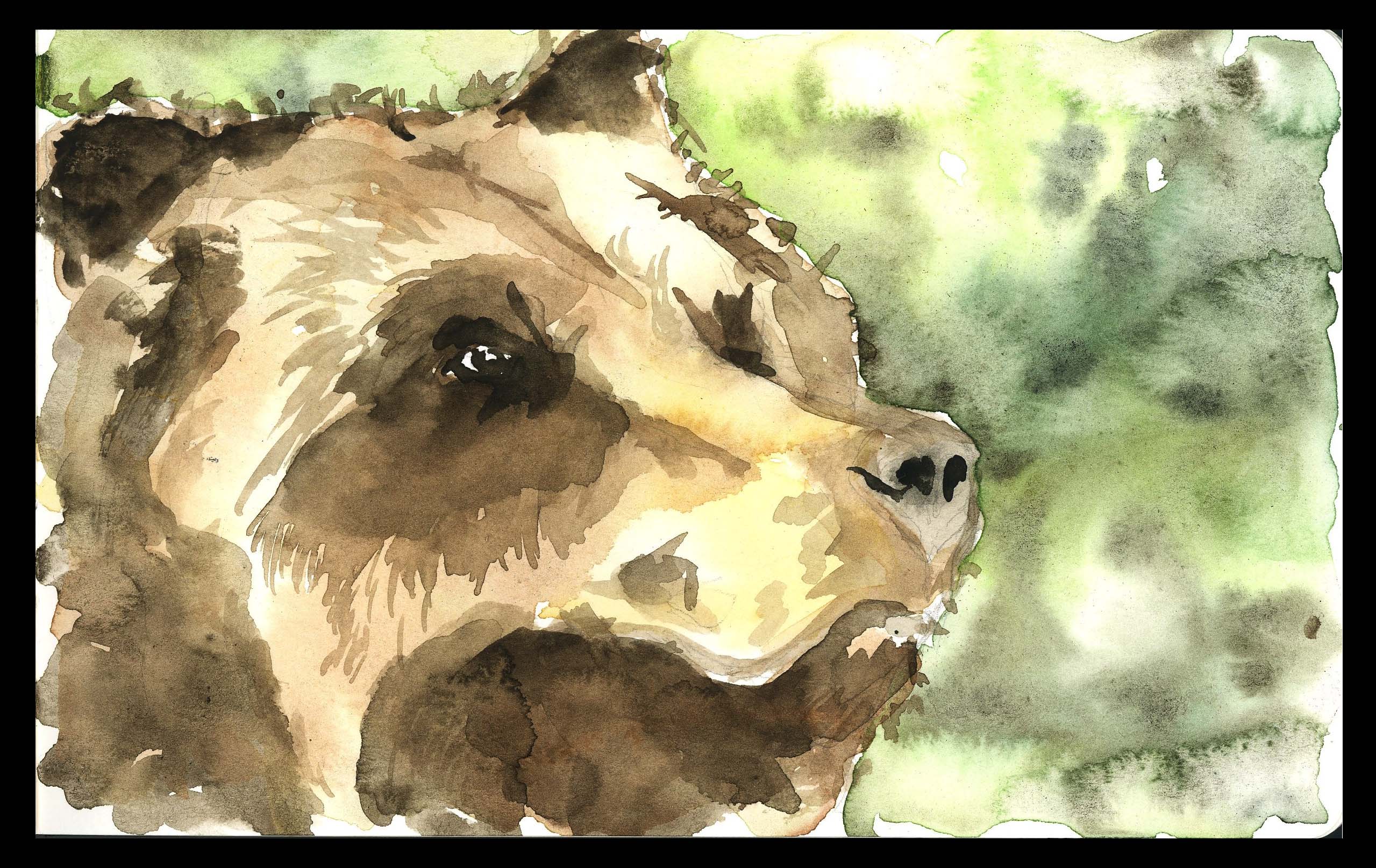 Bear