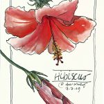 Hibiscus