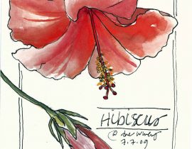 Hibiscus