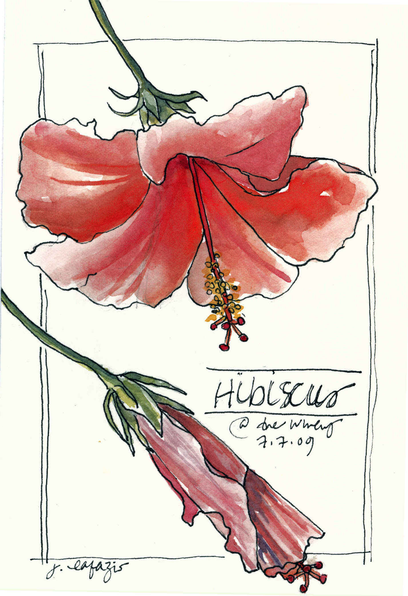 Hibiscus