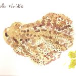 Bufo viridis….Green toad