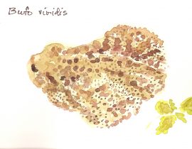 Bufo viridis….Green toad