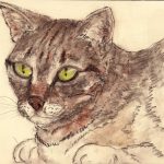 Cat portrait – s.tomsik