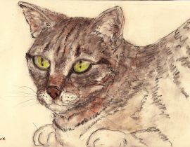 Cat portrait – s.tomsik