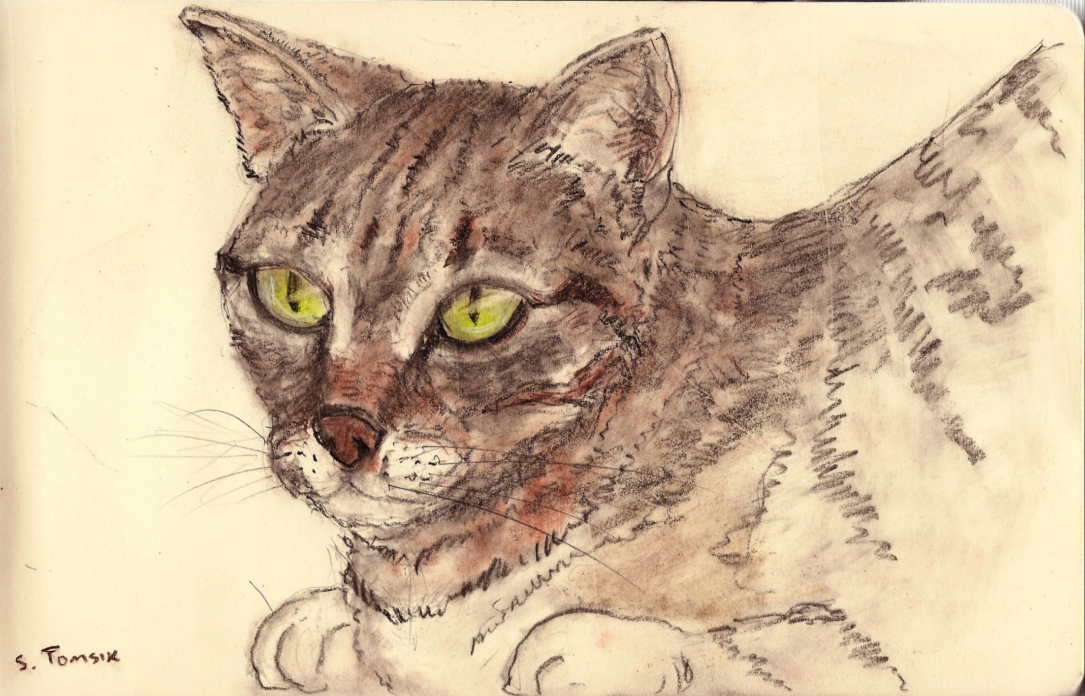 Cat portrait – s.tomsik
