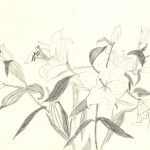 Lilies