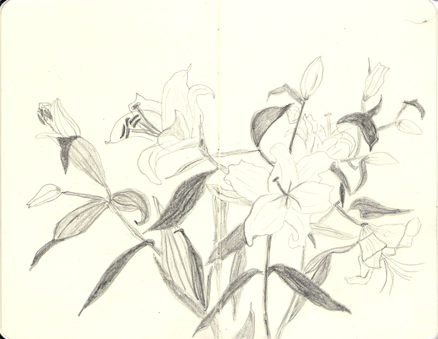 Lilies