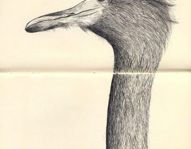 rhea americanna