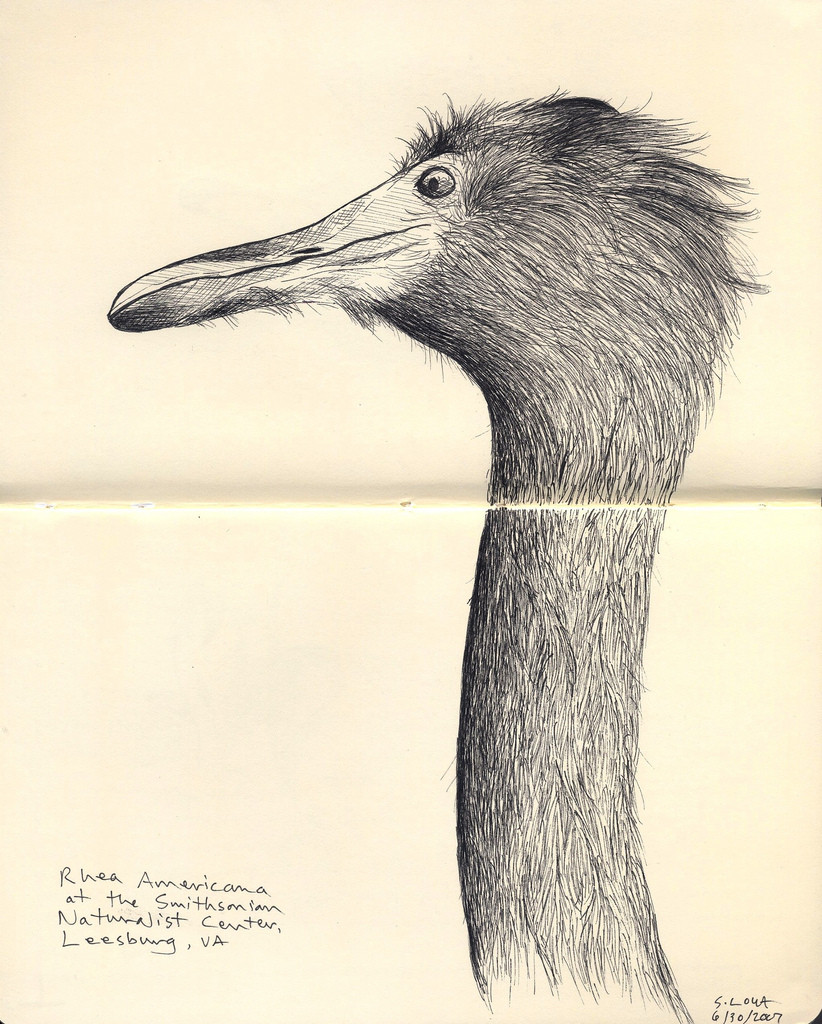 rhea americanna