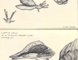 snail and shell study