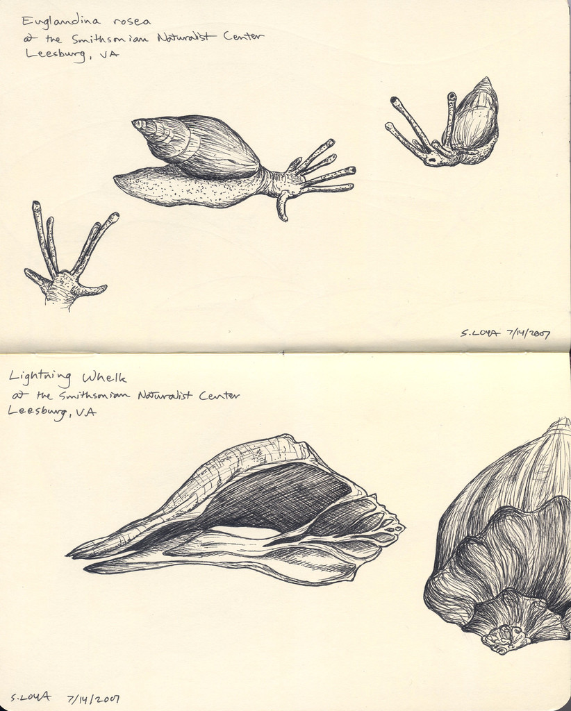 snail and shell study