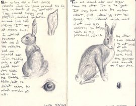wabbit sketches