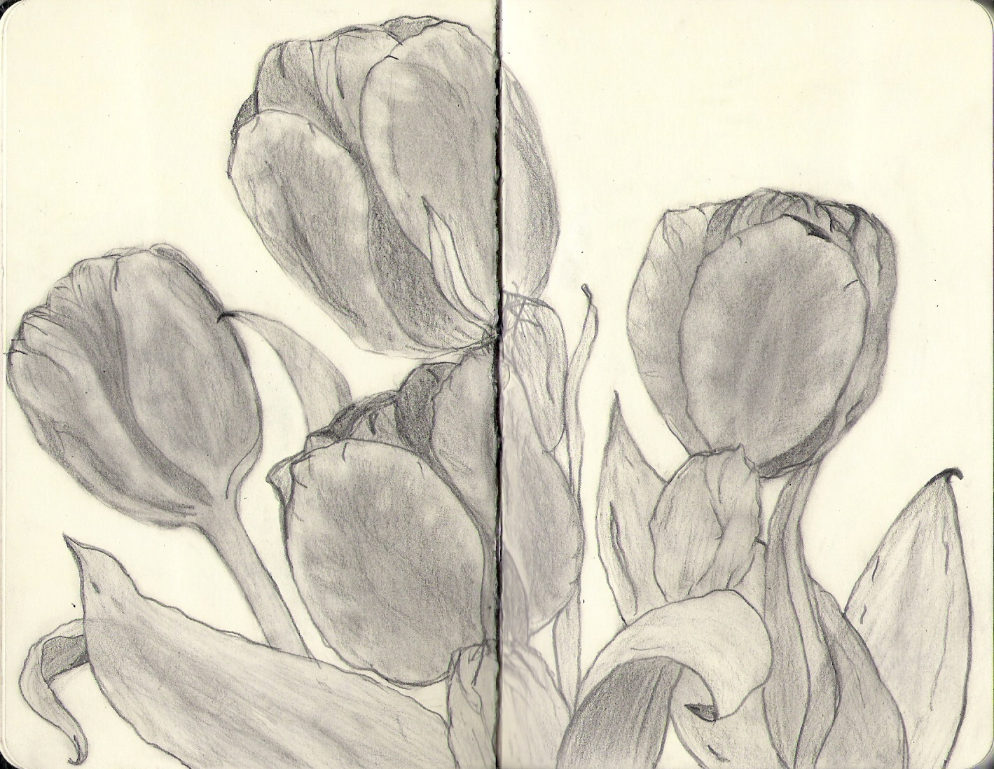 Tulips