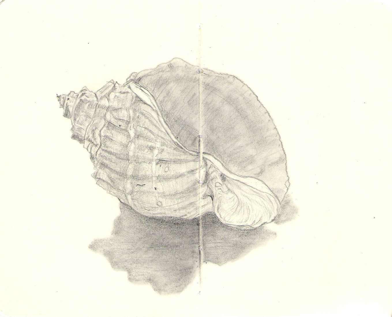 Shell