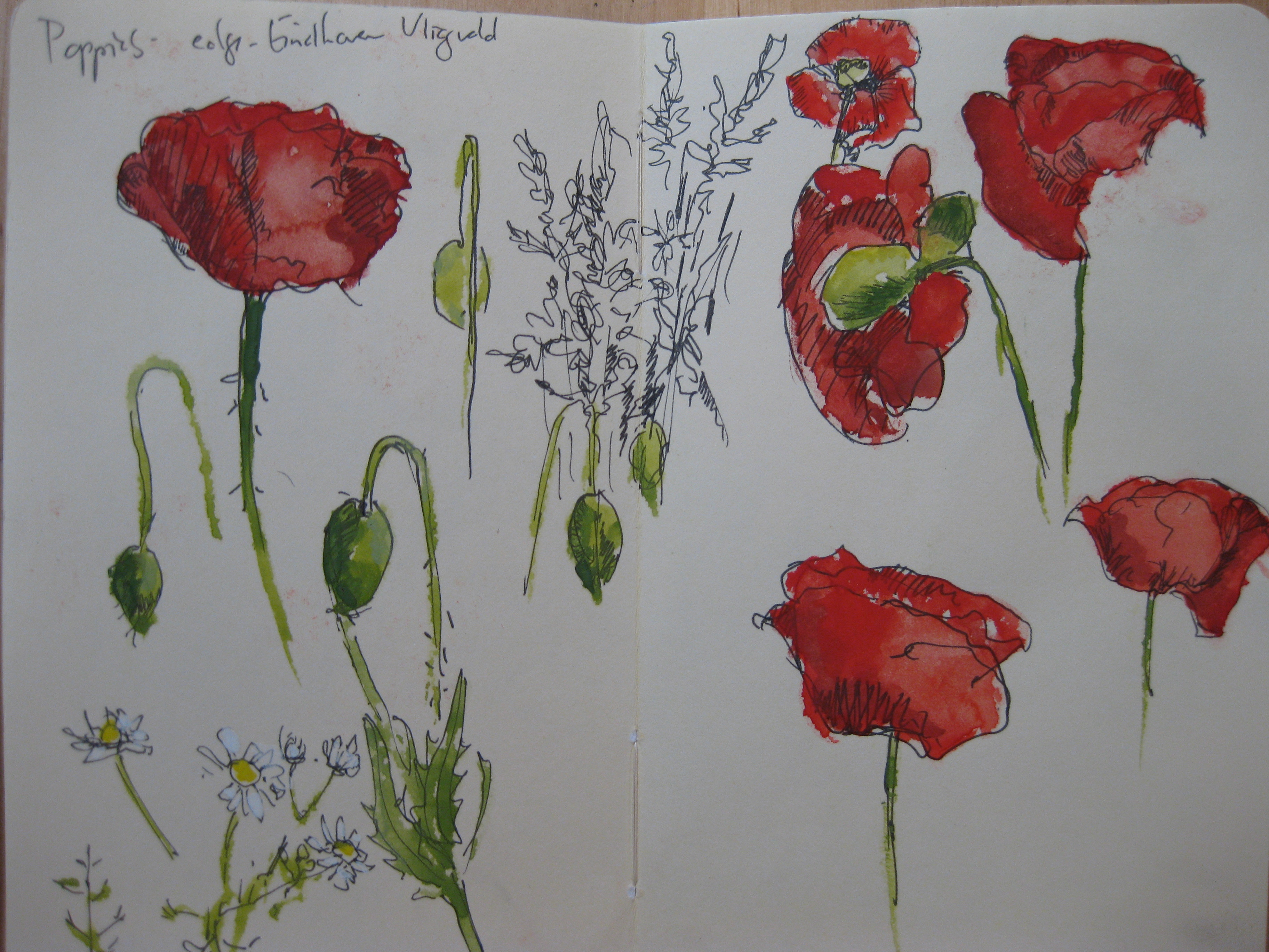 Poppies