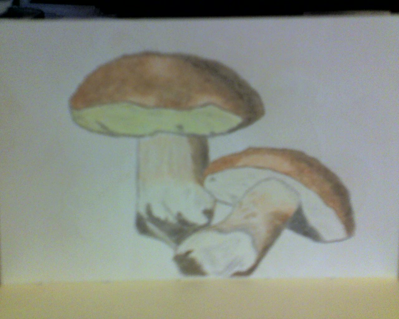 Funghi di bosco