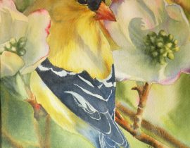 Goldfinch