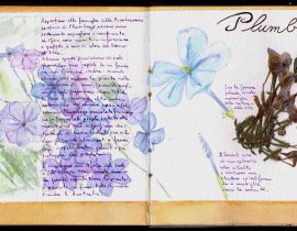 Herbarium: Plumbago – Plumbago auriculata