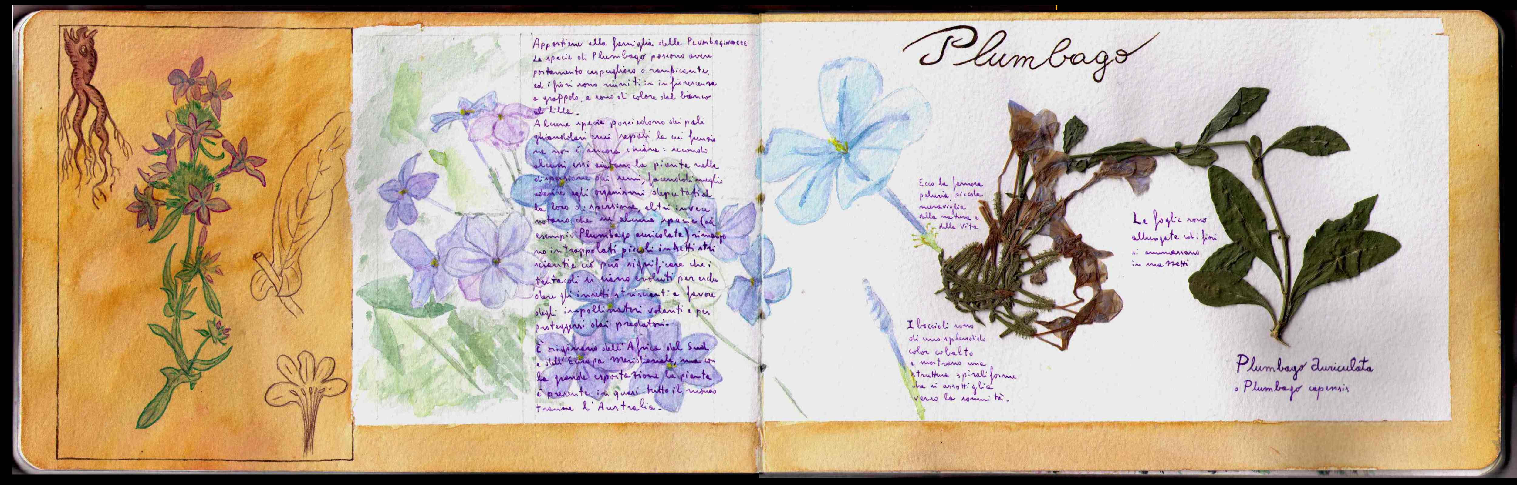 Herbarium: Plumbago – Plumbago auriculata