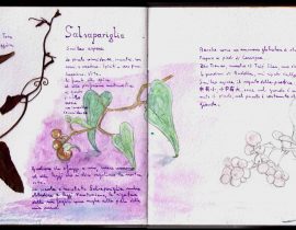 Herbarium: Salsapariglia – Smilax aspera