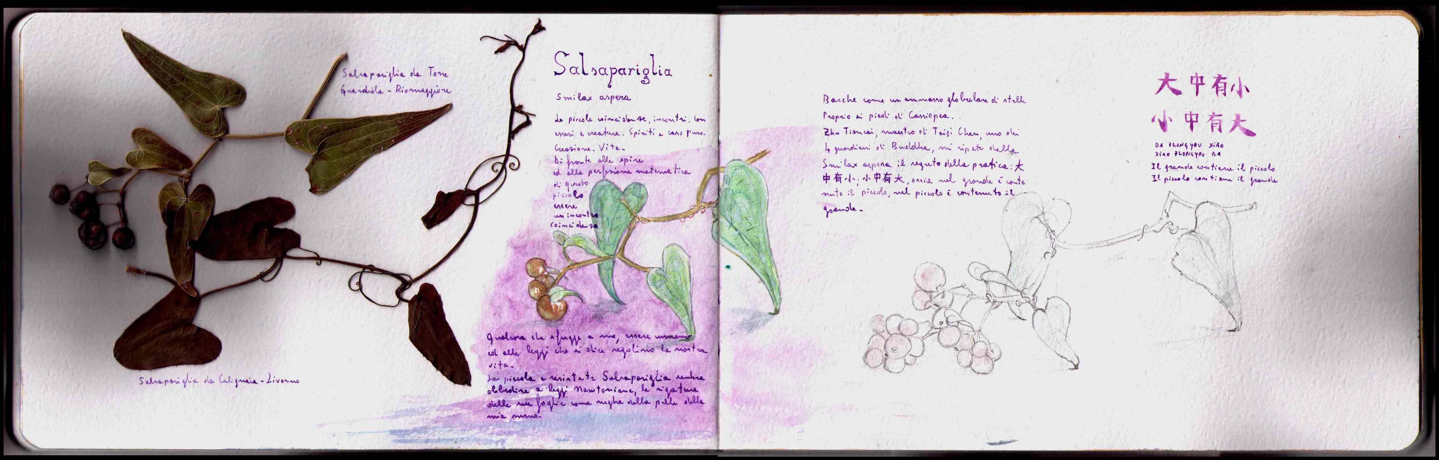 Herbarium: Salsapariglia – Smilax aspera