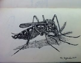 Aedes egypti