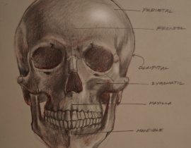 Skull study