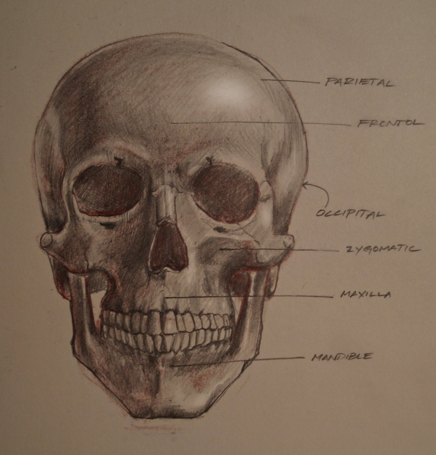 Skull study