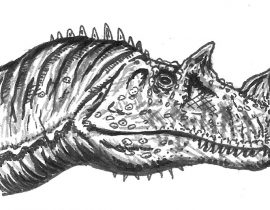 Ceratosaurus nasicornis