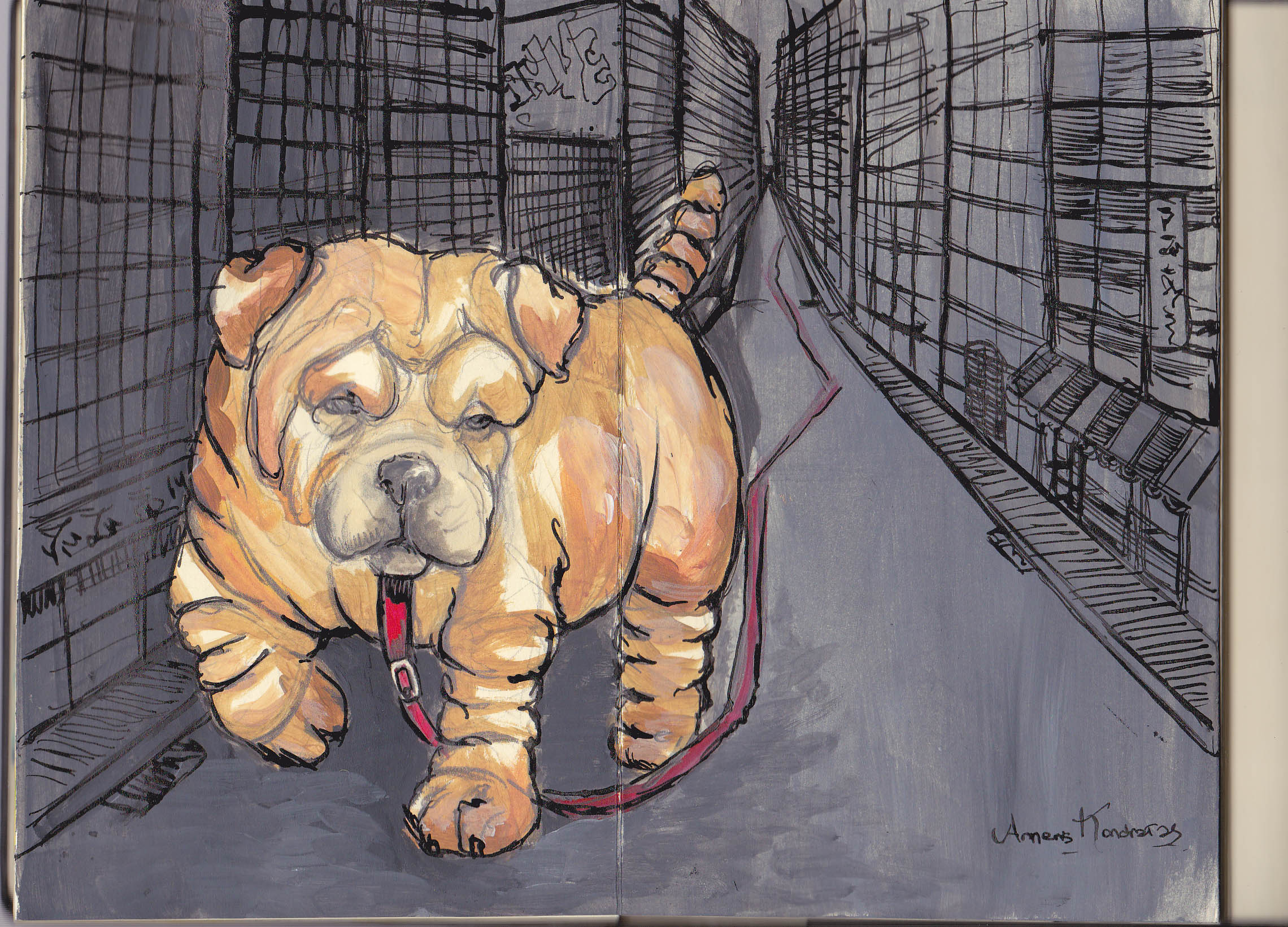 Shar pei en la ciudad