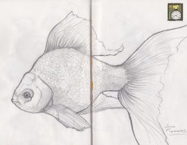 Goldfish boceto