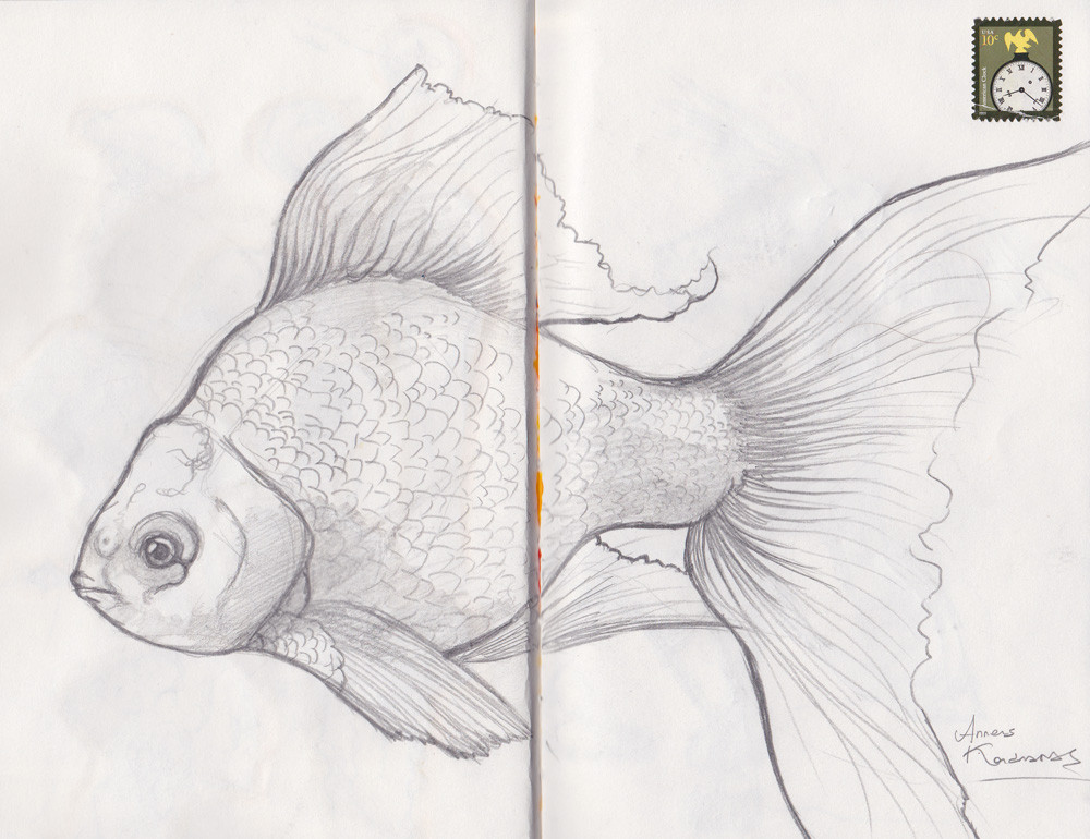 Goldfish boceto