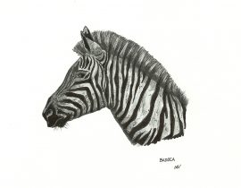 Zebra