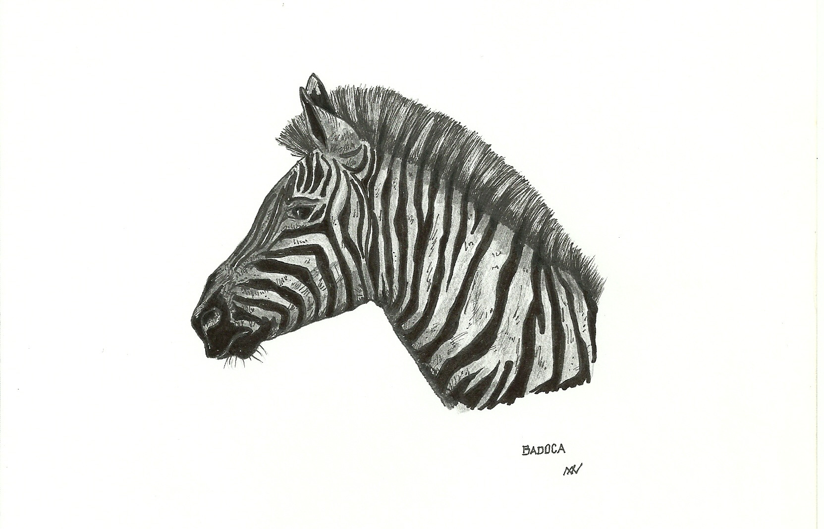 Zebra