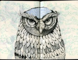 owl