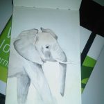 My Elephant