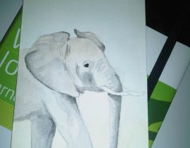 My Elephant