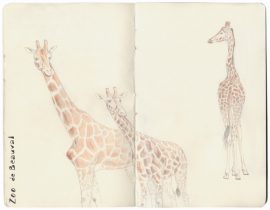 Girafe