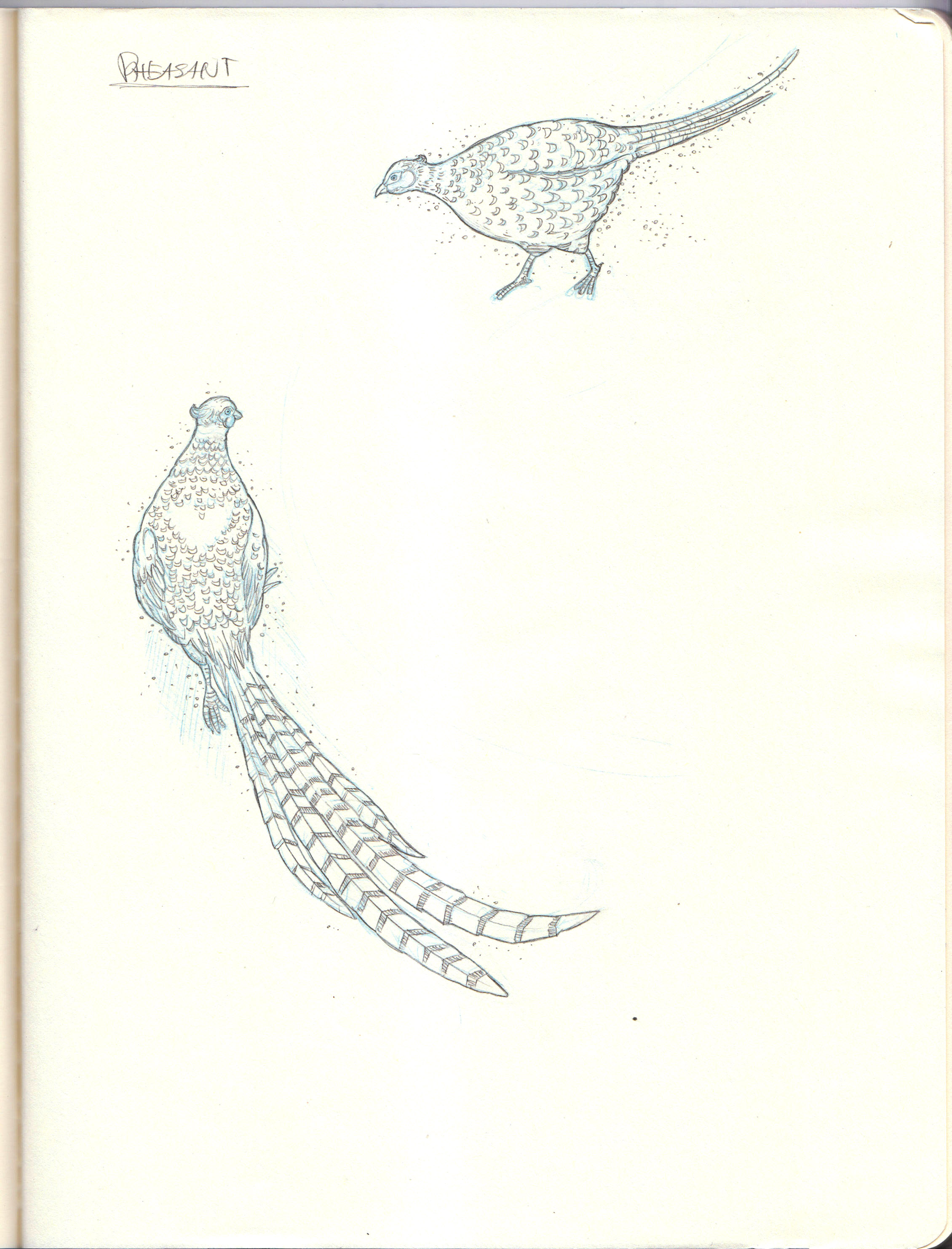 Pheasants 2