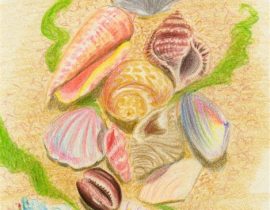 Seashells