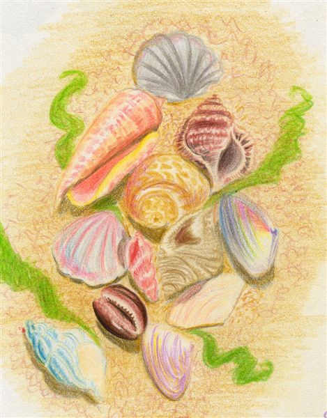 Seashells