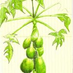 papaya tree