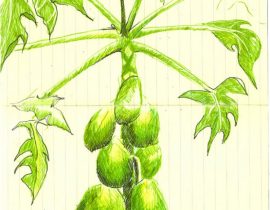 papaya tree