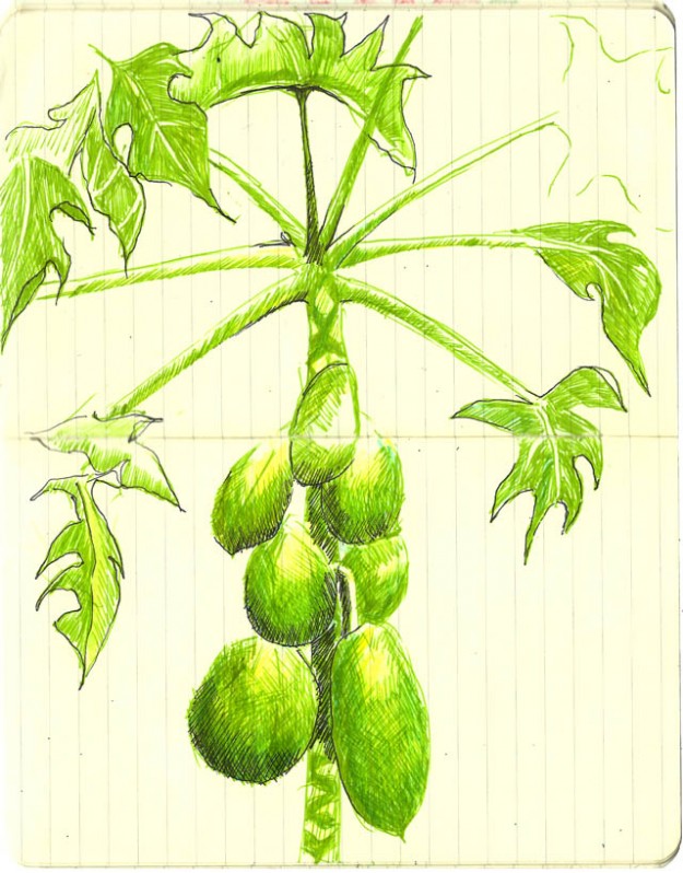 papaya tree