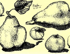 Fruits