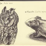 Owl and guinea pig
