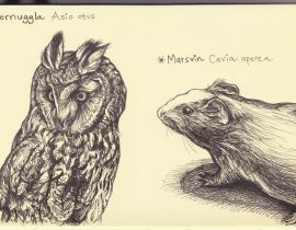 Owl and guinea pig