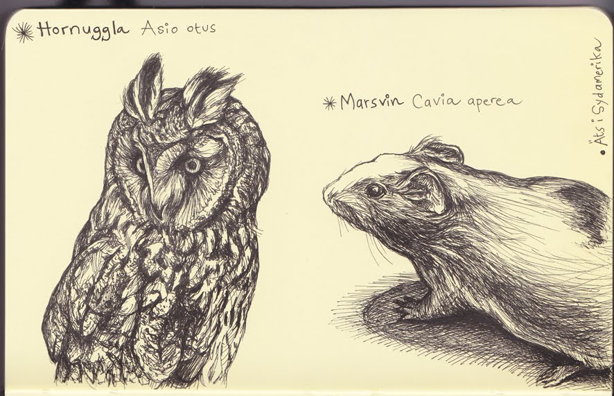 Owl and guinea pig